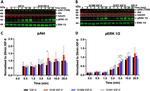 beta Tubulin Antibody in Western Blot (WB)