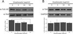 Acetyl-alpha Tubulin (Lys40) Antibody in Western Blot (WB)