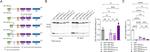 GFP Antibody in Western Blot, Immunoprecipitation (WB, IP)