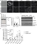 Claudin 7 Antibody in Immunocytochemistry (ICC/IF)