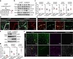 Claudin 5 Antibody in Immunohistochemistry (IHC)