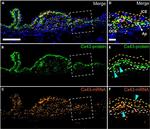 Connexin 43 Antibody in In Situ Hybridization (ISH) (ISH)