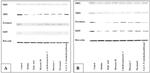 DCT Antibody in Western Blot (WB)