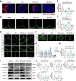 VEGF Receptor 3 Antibody in Western Blot (WB)