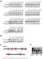 Aurora B Antibody in Western Blot (WB)