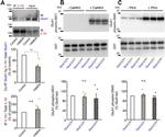 Phospho-GluR1 (Ser831) Antibody in Western Blot (WB)