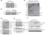 UBC13 Antibody in Western Blot (WB)