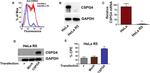 NG2 Antibody in Flow Cytometry (Flow)