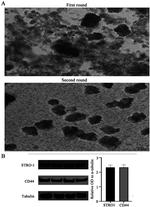 STRO-1 Antibody in Western Blot (WB)