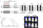 GAPDH Antibody in Western Blot (WB)