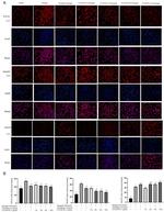 SMAD7 Antibody in Immunocytochemistry (ICC/IF)