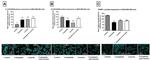 PARP1 Antibody in Immunocytochemistry (ICC/IF)