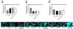 PARP1 Antibody in Immunocytochemistry (ICC/IF)