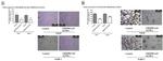 PARP1 Antibody in Immunocytochemistry (ICC/IF)