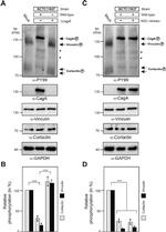 Phospho-Vinculin (Tyr1065) Antibody in Western Blot (WB)