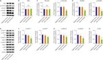 Phospho-Vinculin (Tyr1065) Antibody in Western Blot (WB)