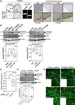 GPR43 Antibody in Immunohistochemistry (IHC)