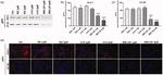 Phospho-Btk (Tyr551) Antibody in Immunocytochemistry (ICC/IF)