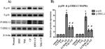 Phospho-p38 MAPK (Thr180, Tyr182) Antibody in Western Blot (WB)