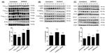 Phospho-Tau (Ser262) Antibody in Western Blot (WB)