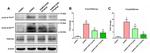 Phospho-Tau (Ser396) Antibody in Western Blot (WB)