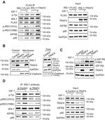 Phospho-IRS1 (Tyr612) Antibody in Western Blot (WB)