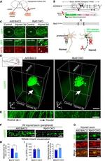 Cytochrome C Antibody in Immunohistochemistry (IHC)