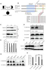 NDUFA9 Antibody in Western Blot (WB)