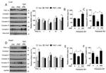 UQCRC1 Antibody in Western Blot (WB)