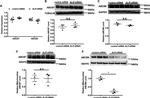 SDHA Antibody in Western Blot (WB)