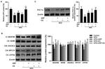 ATP5A1 Antibody in Western Blot (WB)