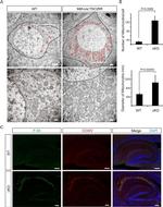 MTCO1 Antibody in Immunohistochemistry (IHC)