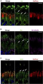 MTCO1 Antibody in Immunohistochemistry (Frozen) (IHC (F))