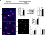 Phospho-Histone H2A.X (Ser139) Antibody in Western Blot (WB)