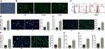 CXCL1 (GRO alpha) Antibody in Flow Cytometry (Flow)