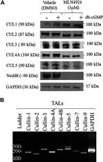 Cullin 2 Antibody in Western Blot (WB)