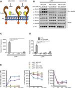 CD14 Antibody in Immunocytochemistry, Flow Cytometry (ICC/IF, Flow)