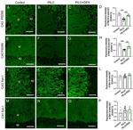 Synapsin 1 Antibody in Immunocytochemistry (ICC/IF)