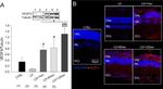 alpha Tubulin Antibody in Western Blot (WB)