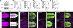 alpha Tubulin Antibody in Western Blot (WB)