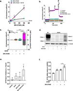 alpha Tubulin Antibody in Western Blot (WB)