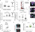 alpha Tubulin Antibody in Immunocytochemistry (ICC/IF)