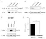 Vinculin Antibody in Western Blot (WB)