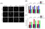 Vinculin Antibody in Immunocytochemistry (ICC/IF)