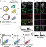 Nanog Antibody in Immunocytochemistry (ICC/IF)