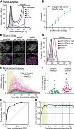 Nanog Antibody in Immunocytochemistry (ICC/IF)