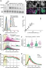 Nanog Antibody in Immunocytochemistry (ICC/IF)