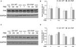 Phospho-FAK (Tyr397) Antibody in Western Blot (WB)