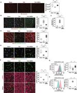 Phospho-AKT1 (Ser473) Antibody in Immunohistochemistry (IHC)