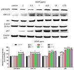 Phospho-ERK1/ERK2 (Thr185, Tyr187) Antibody in Western Blot (WB)